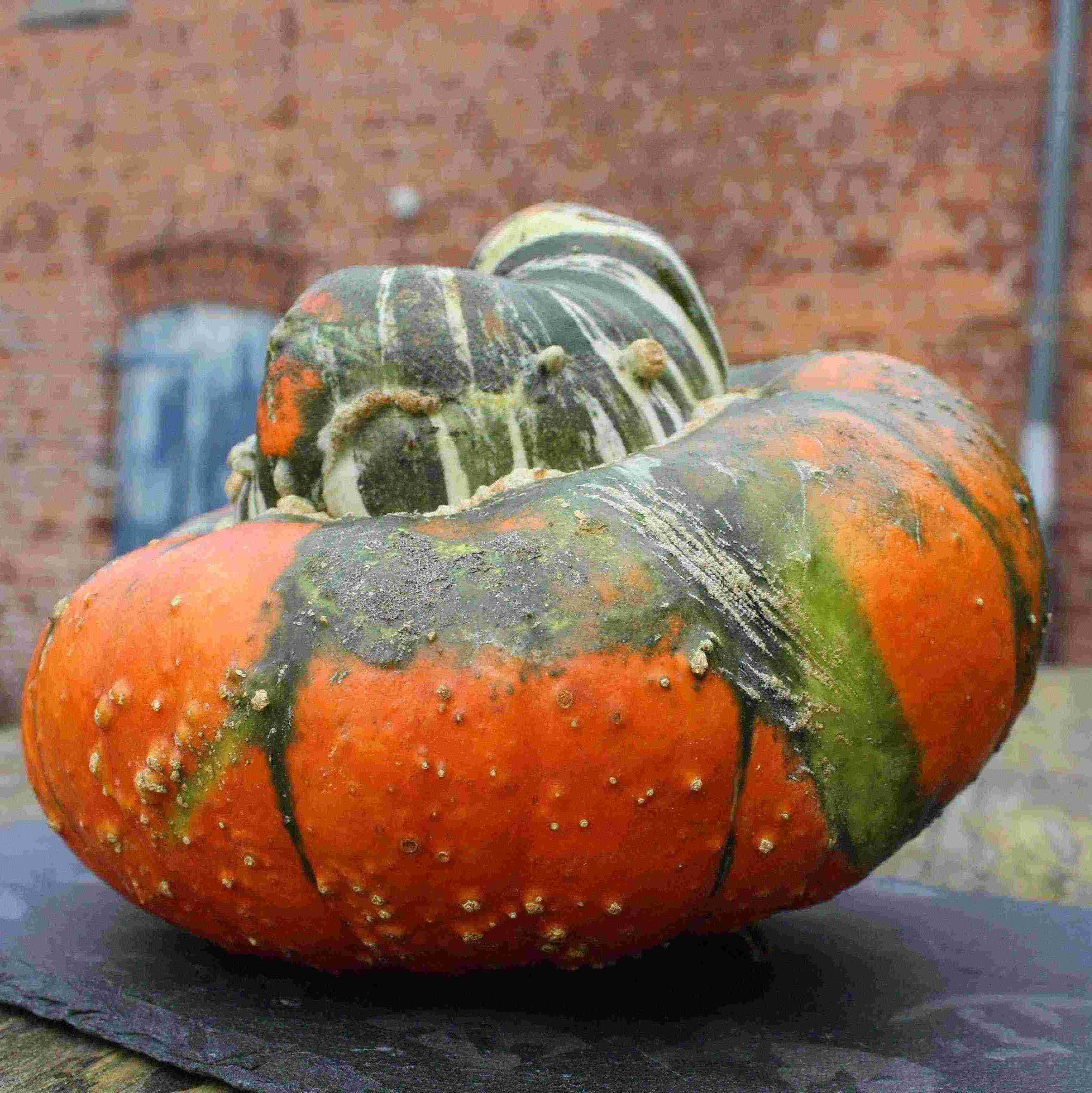 Kürbis Bischofsmütze