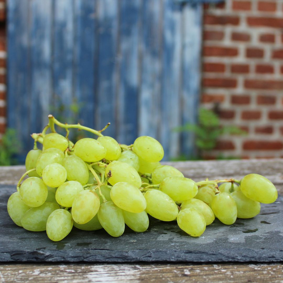 Weintrauben kernlos weiß