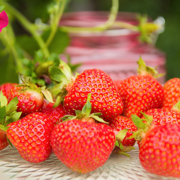 Erdbeeren 250 G Schale