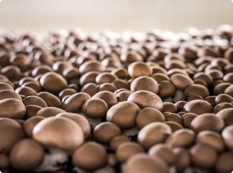 Champignons regional Anbau Zucht bio