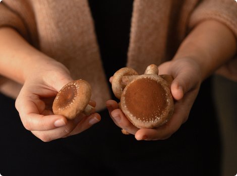 Shiitake Bio regional Zucht Anbau